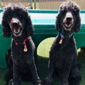 Meet your Posher, Patty